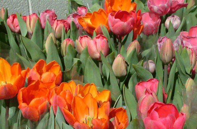 Herridge's Orange and Pink Tulips