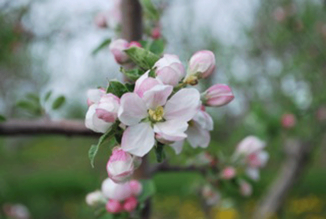 carl_laidlaw_orchards