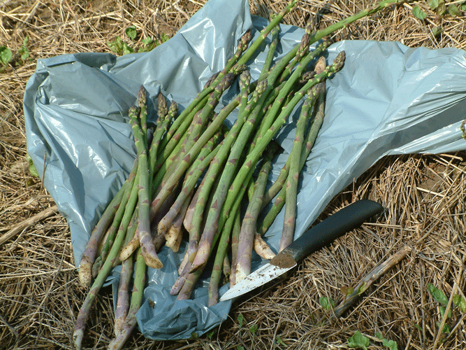 Harvested Asparagus
