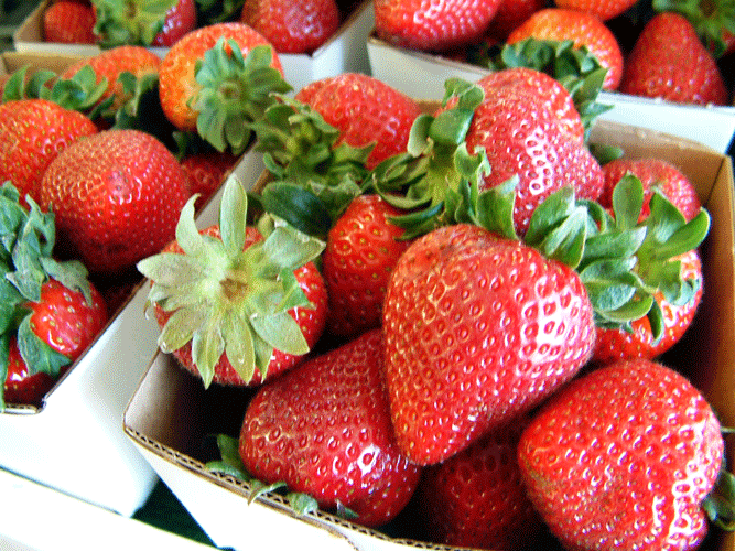 Herride's Strawberries