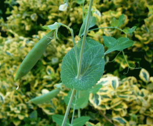 Olive's Garden Peas