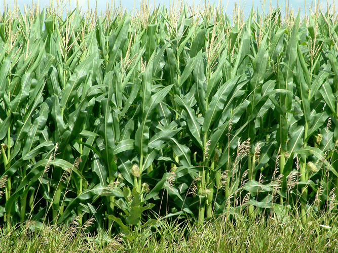 Corn field Halton