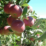 carl_laidlaw_orchards